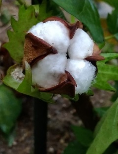 綿の実がはじける
