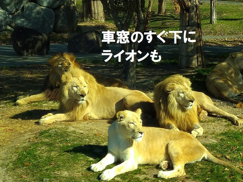 車窓のすぐ下にライオンが