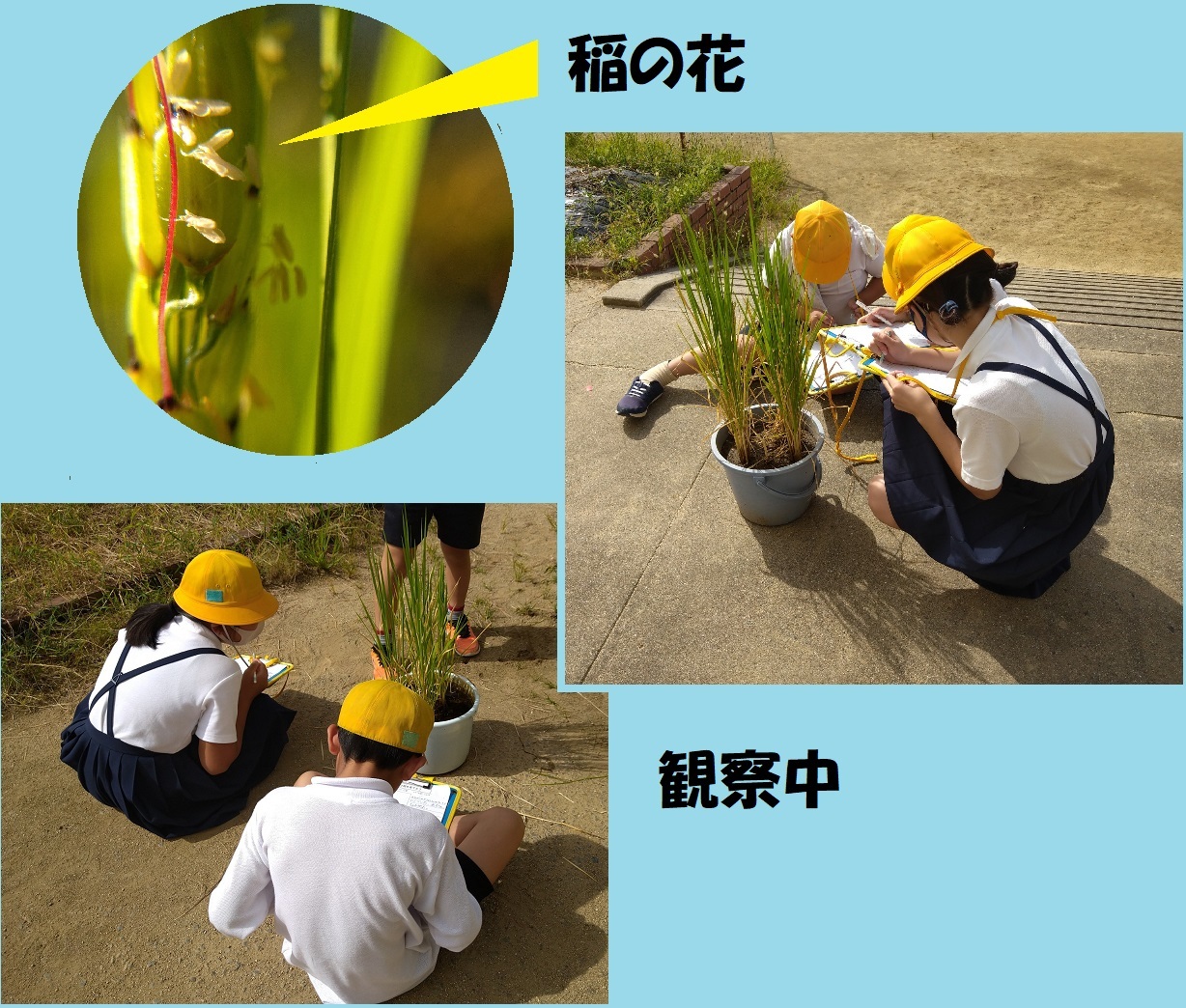 稲の花観察中