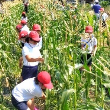 トウモロコシの収穫をする様子