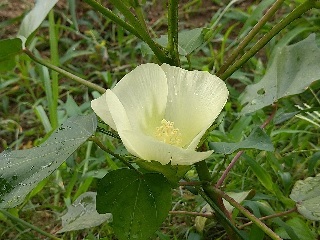 綿の花