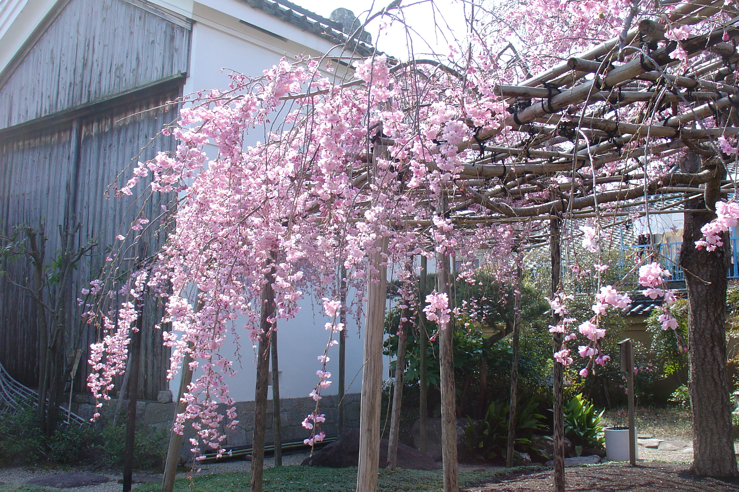 しだれ桜（勤三桜）